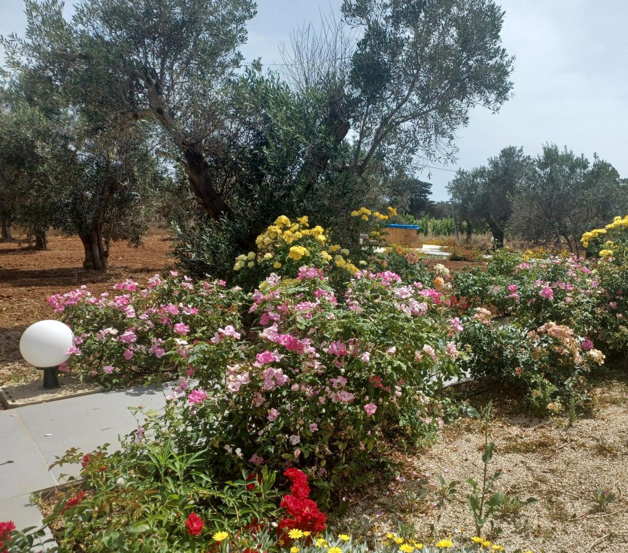 Zeituna Lodge A Porto Cesareo 托雷拉皮罗 外观 照片